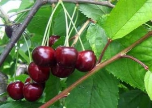 Maguskirsipuu Cerasus avium sün Prunus avium 'Mupi'